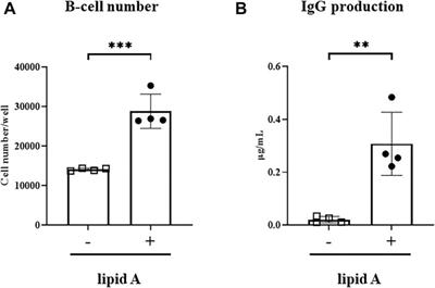 Chemically Synthesized Alcaligenes Lipid A as an Adjuvant to Augment Immune Responses to Haemophilus Influenzae Type B Conjugate Vaccine